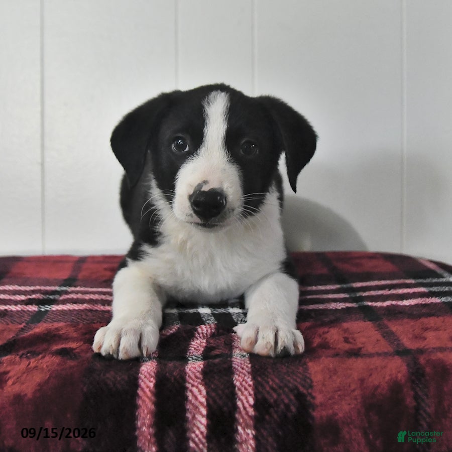 Mixed Breed dogs Blitz  - Ad 1
