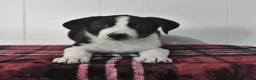 Mixed Breed dogs for sale: Blitz  - Ad 1