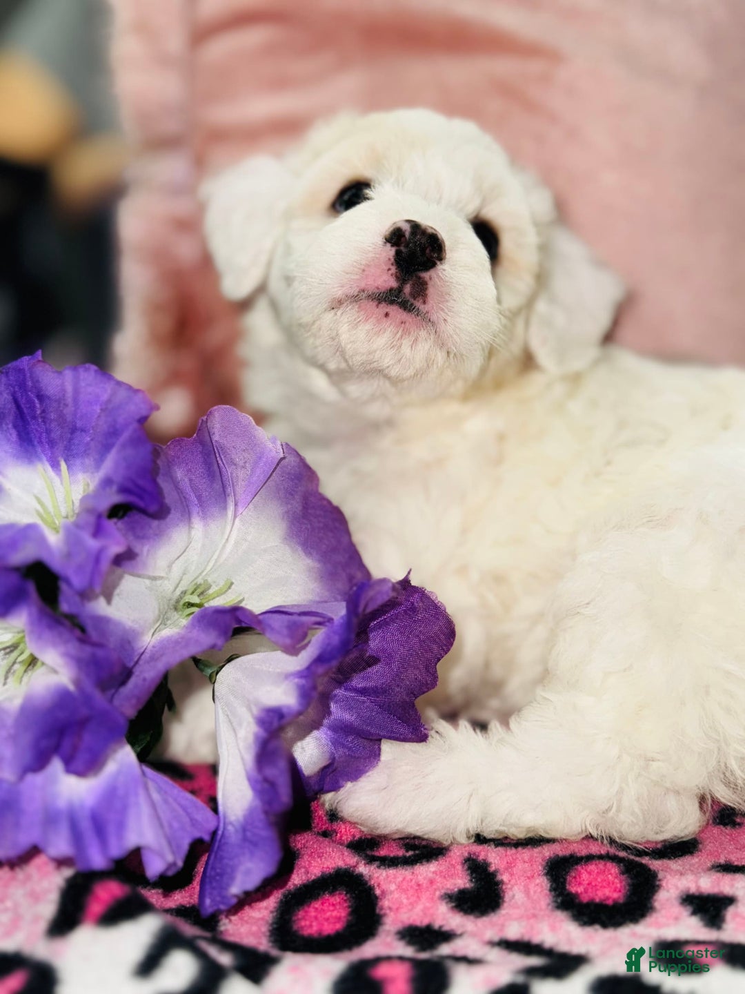 Maltipoo dogs for sale: Princess - Ad 3