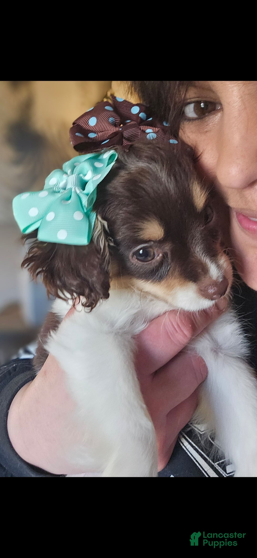 Cavapoo dogs Cavapoo Puppy 1 - Ad 2