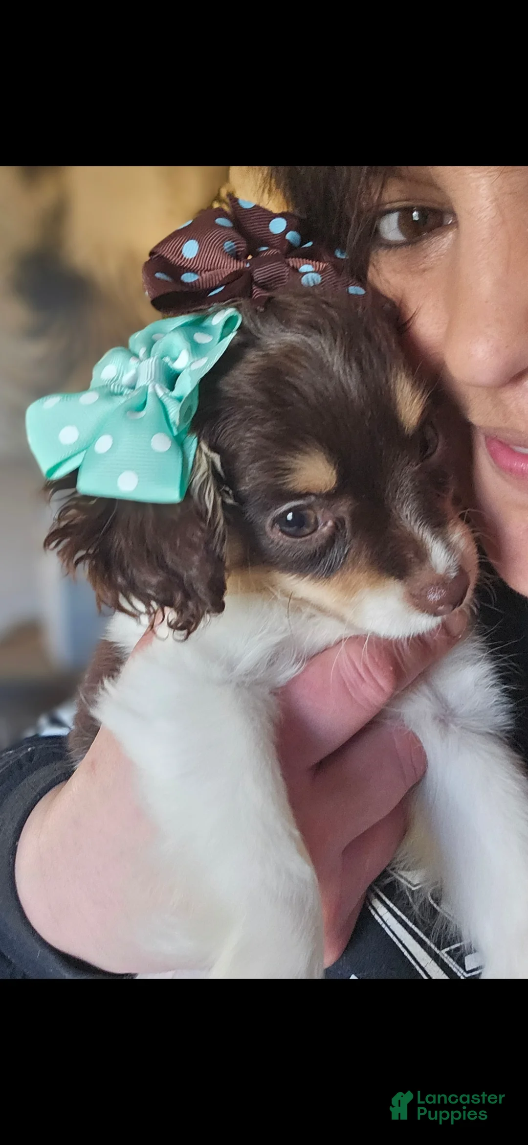 Cavapoo dogs for sale: Cavapoo Puppy 1 - Ad 2