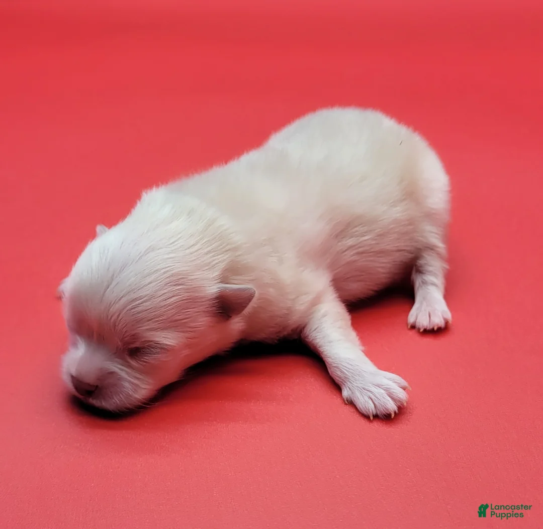 Pomeranian dogs for sale: Pomeranian Puppy 2 - Ad 3