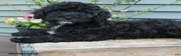 Shihpoo dogs for sale: Apollo - Ad 5
