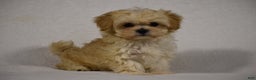 Maltipoo dogs for sale: Blossom - Ad 3
