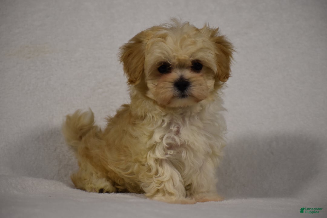 Maltipoo dogs for sale: Blossom - Ad 3