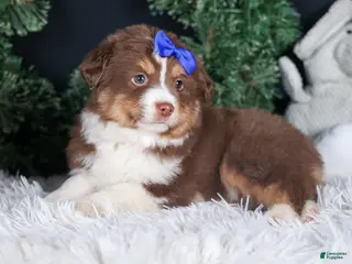 Miniature Australian Shepherd dogs SPIKE - Ad 18