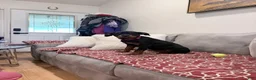 Rottweiler dogs for sale: Dark Pink collar girl - Ad 8
