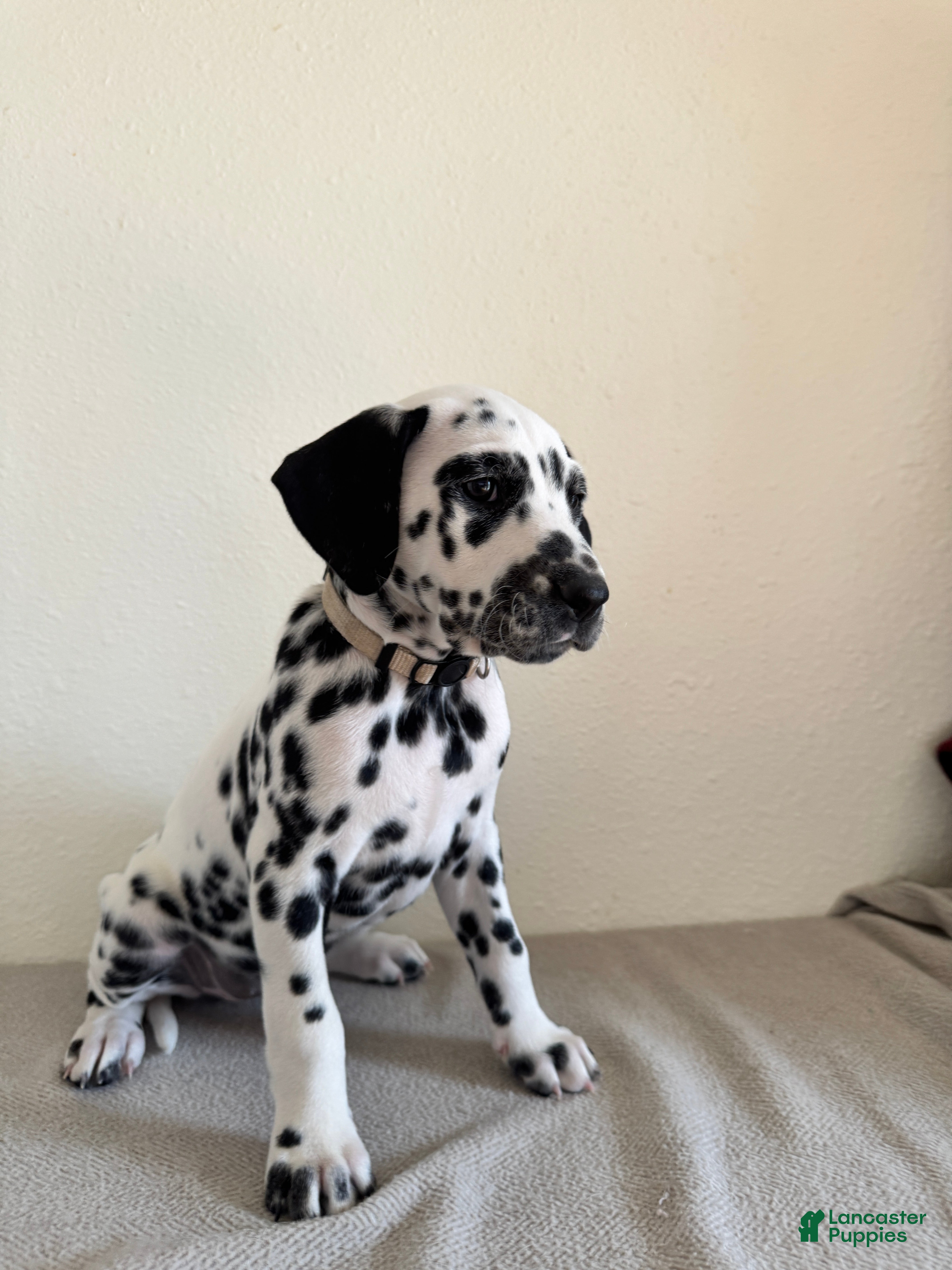 Dalmatian dogs Dalmatian Puppy 4 - Ad 3