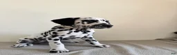 Dalmatian dogs for sale: Dalmatian Puppy 4 - Ad 1