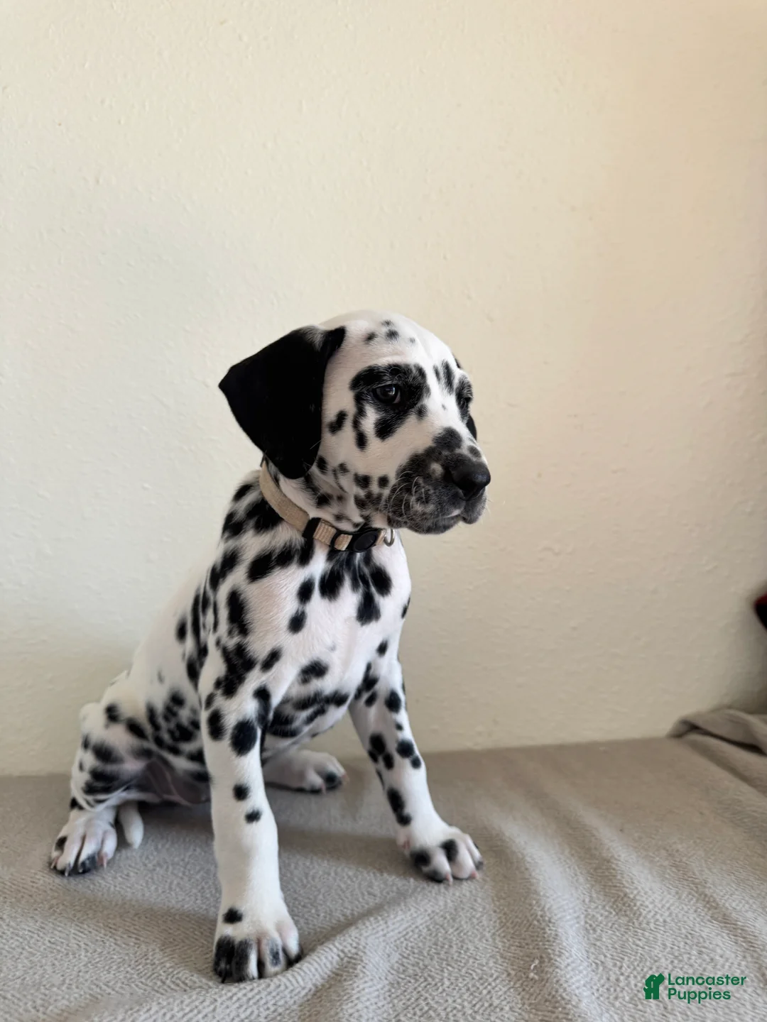 Dalmatian dogs for sale: Dalmatian Puppy 4 - Ad 1