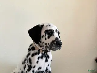 Dalmatian dogs Dalmatian Puppy 4 - Ad 3