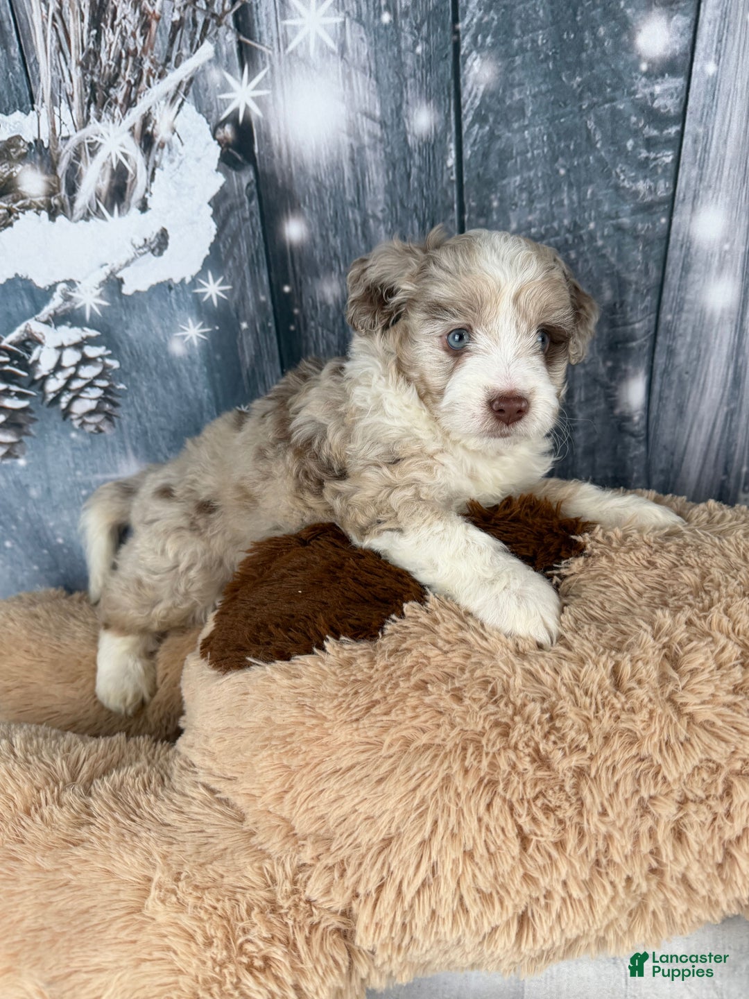 Aussiedoodle dogs for sale: Hendrik - Ad 8