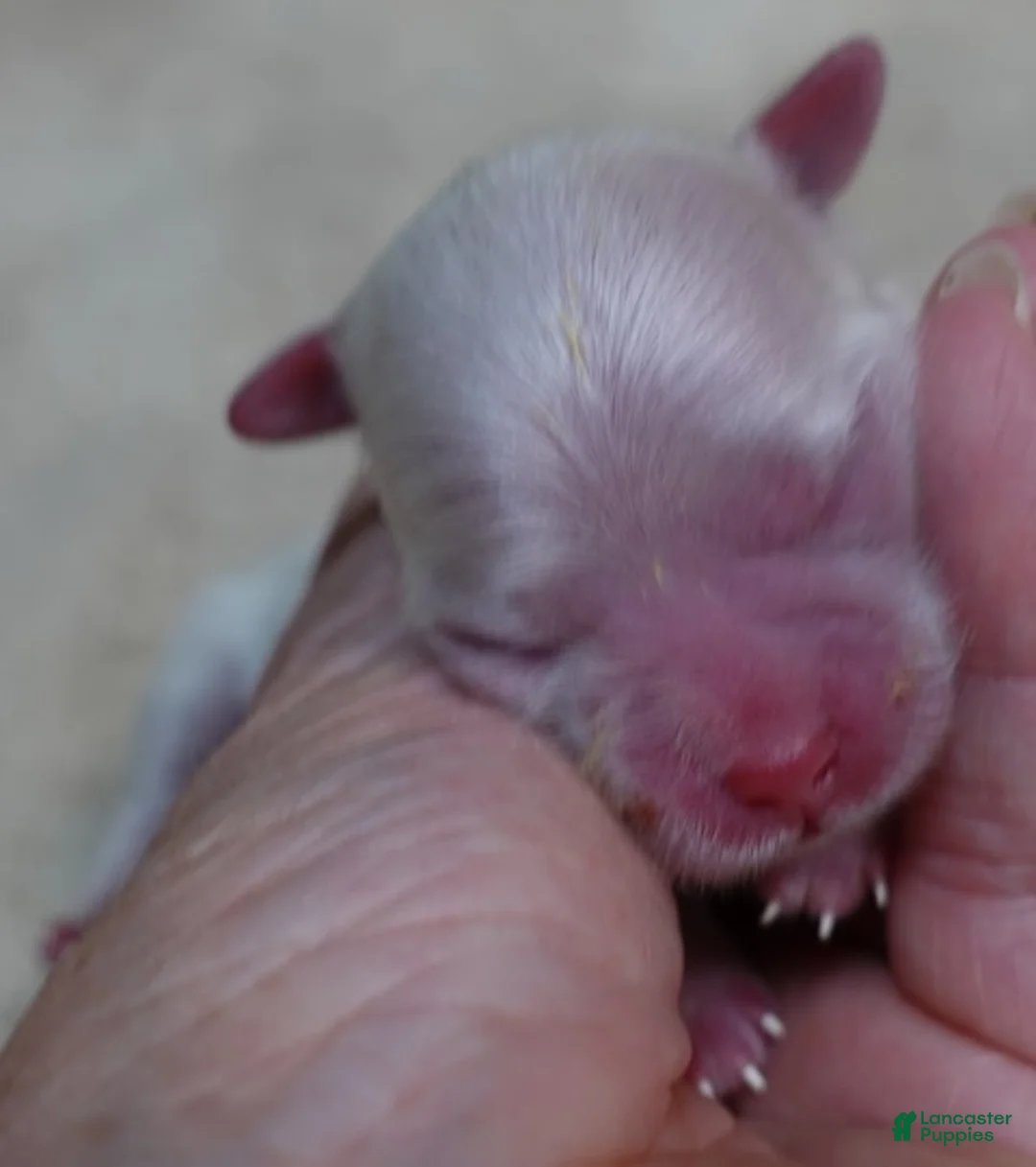 Maltese dogs for sale: Kenobi - Ad 2