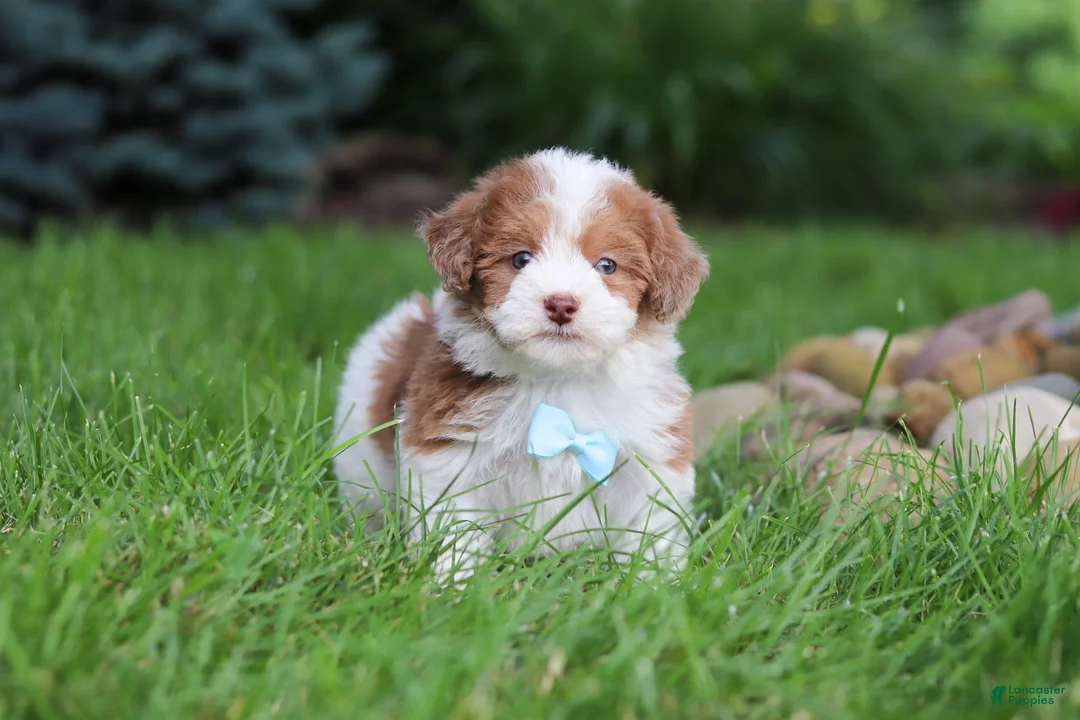 Havapoo dogs for sale: Parker - Ad 1