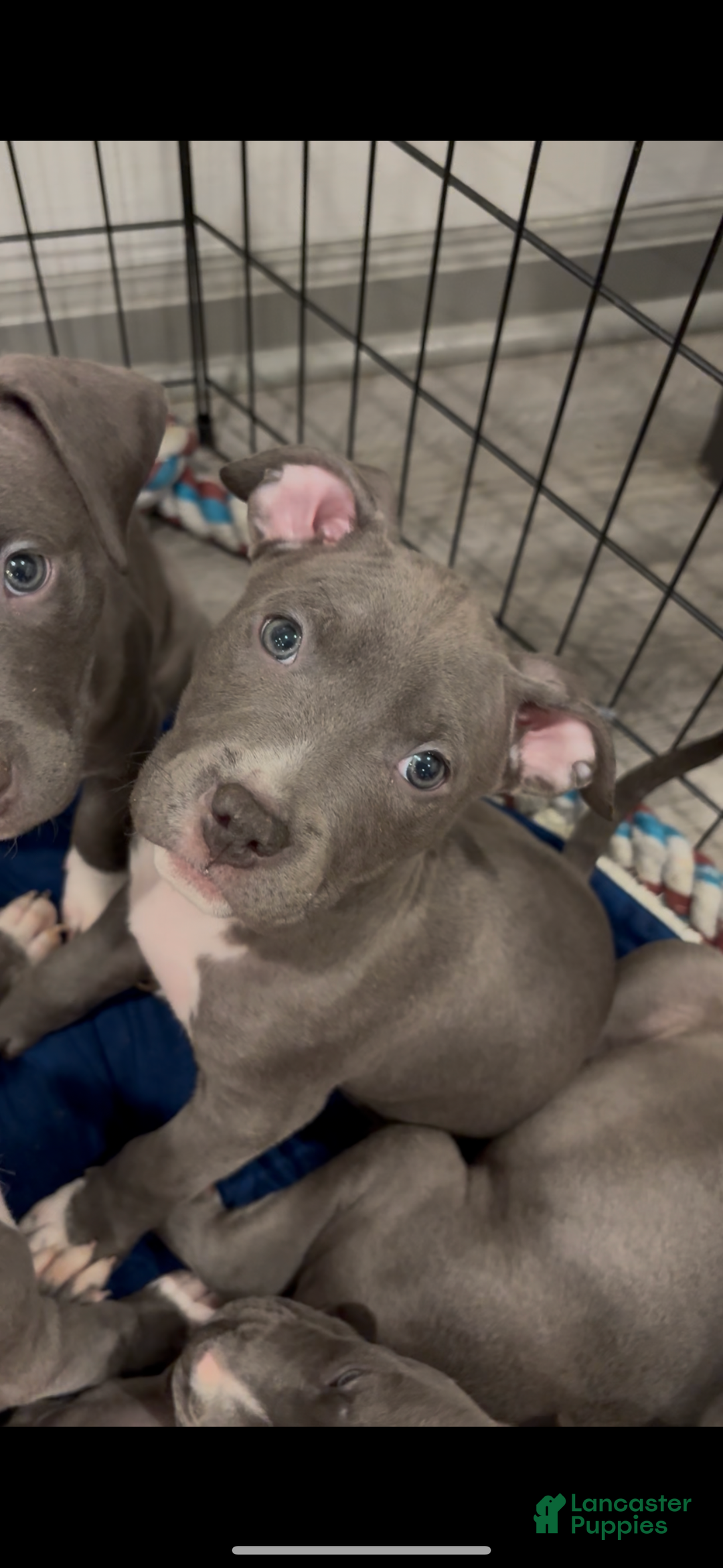 Mixed Breed dogs for sale: BullyPit (Ty) - Ad 1