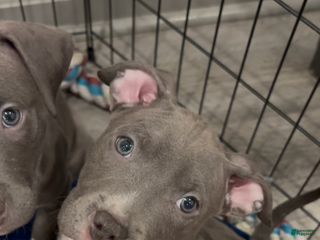 Mixed Breed dogs BullyPit (Ty) - Ad 28