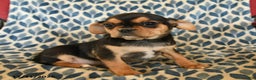 Mixed Breed dogs for sale: Xandy - Ad 2