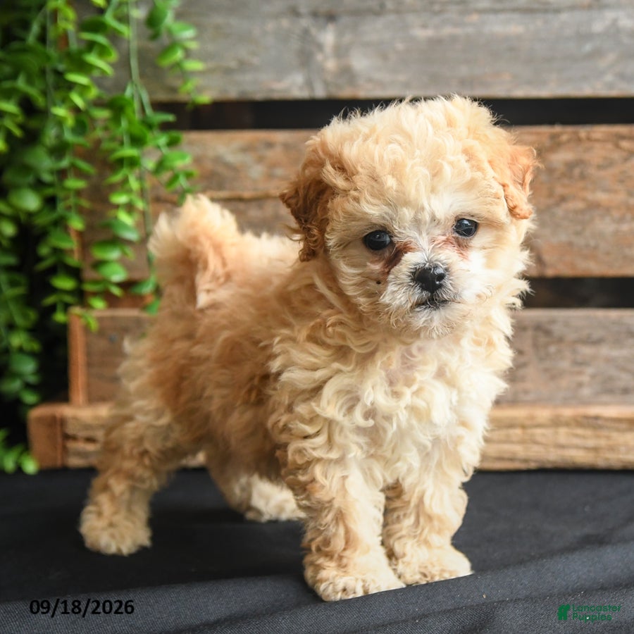 Mixed Breed dogs Tommy - Ad 2