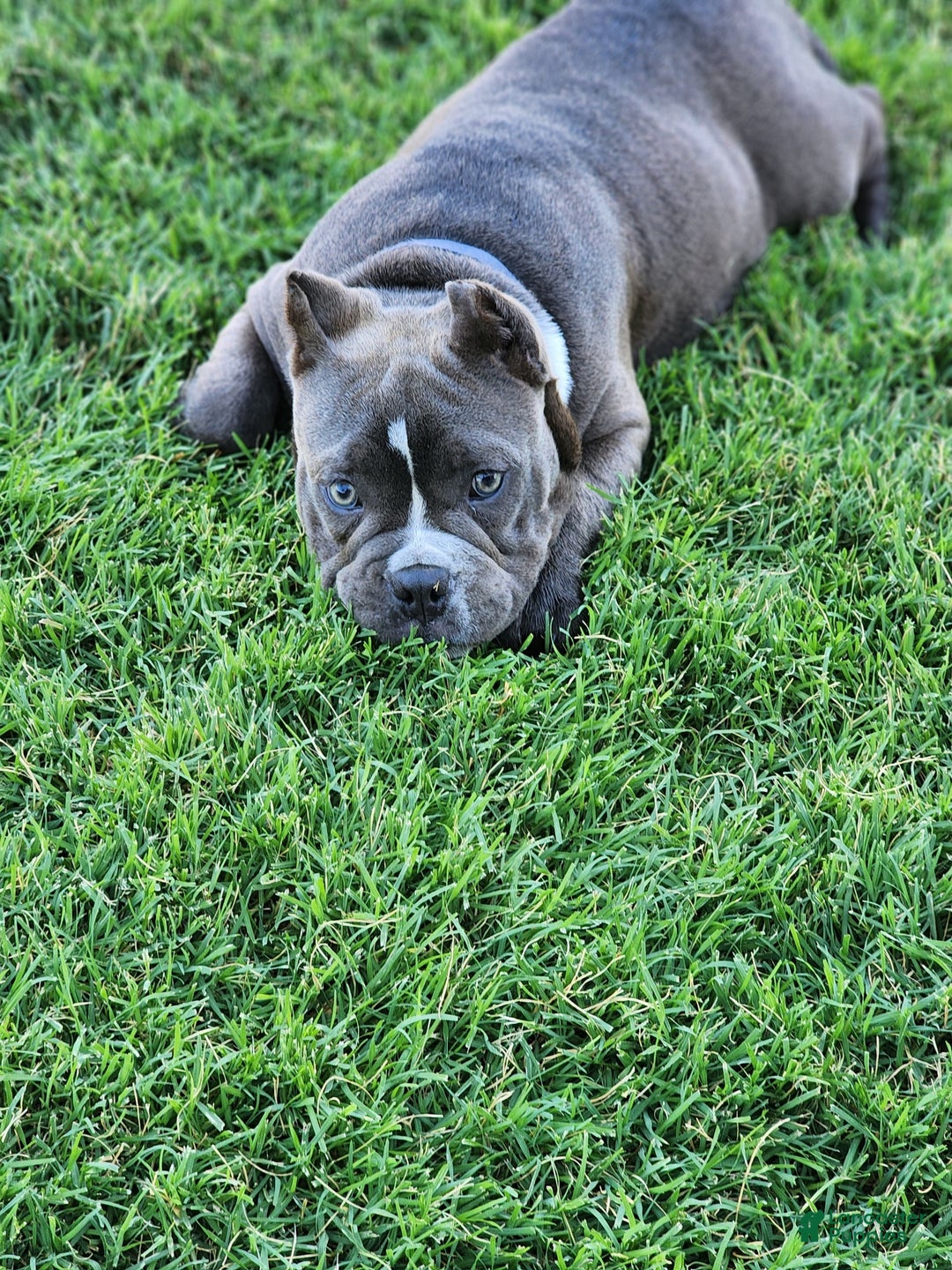 Animal Breeder Exotic Animals For Sale Pet Raccoons Raccoon