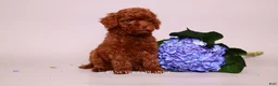 Toy Poodle dogs for sale: Elodie Red Teacup - Ad 10