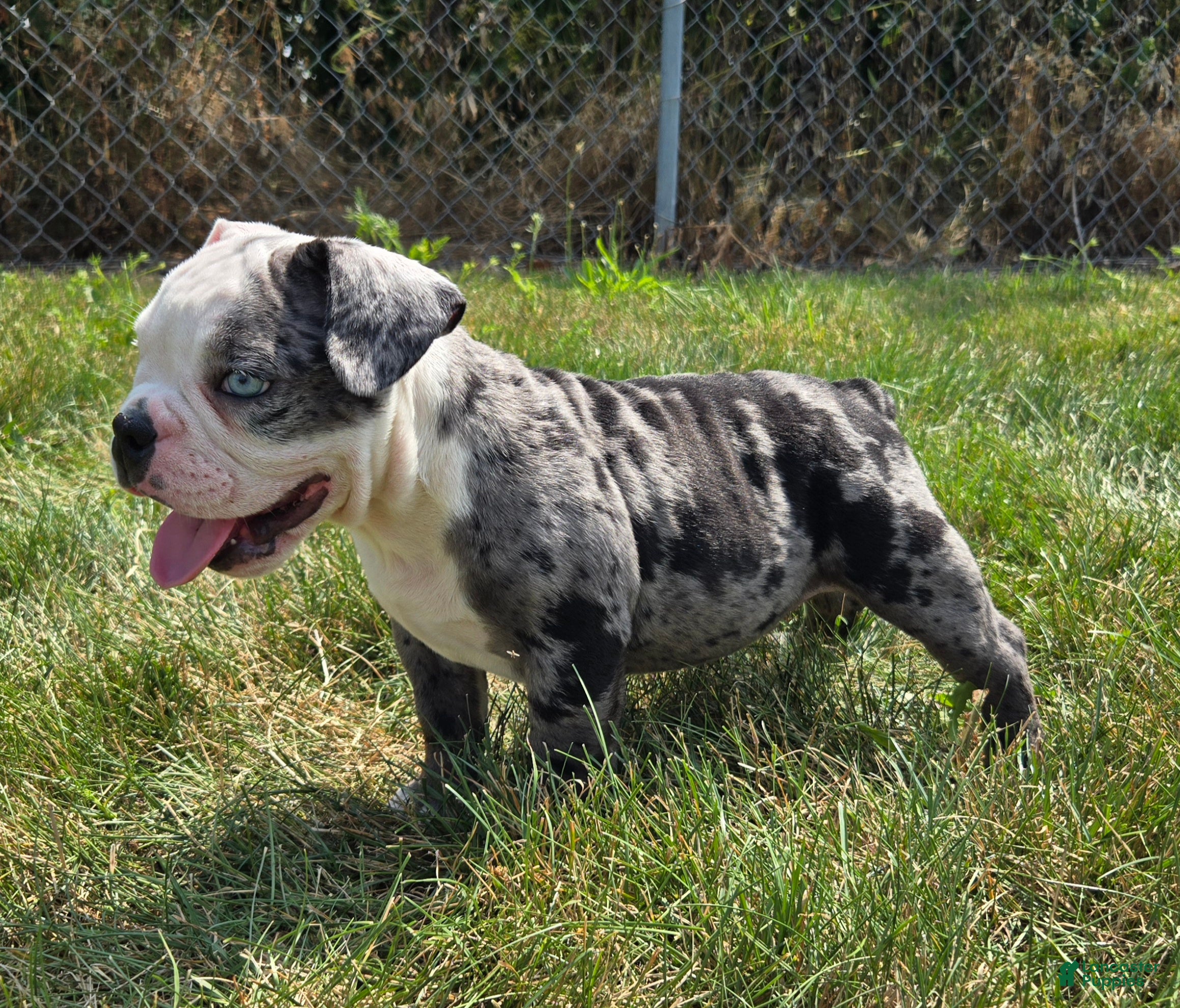 Olde English Bulldogge dogs Rocky - Ad 1