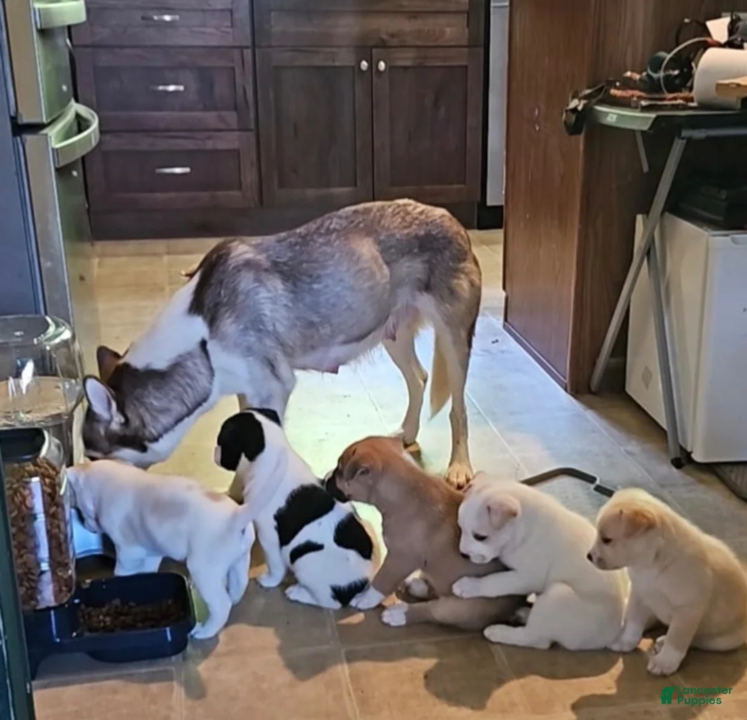 Pitsky dogs for sale: Pitsky 3 - Ad 2