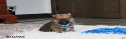 Pomeranian dogs for sale: Asher - Ad 1