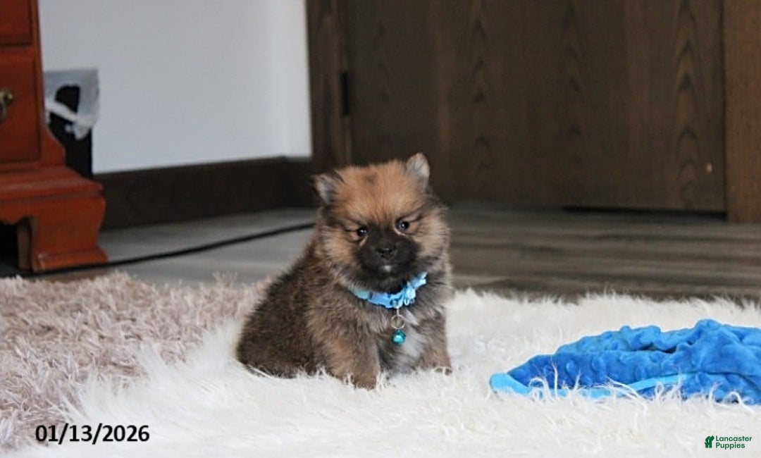 Pomeranian dogs for sale: Asher - Ad 1