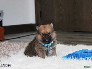 Pomeranian dogs Asher - Ad 7