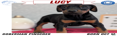 Lucy 
