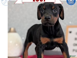 Doberman Pinscher dogs Lucy - Ad 9
