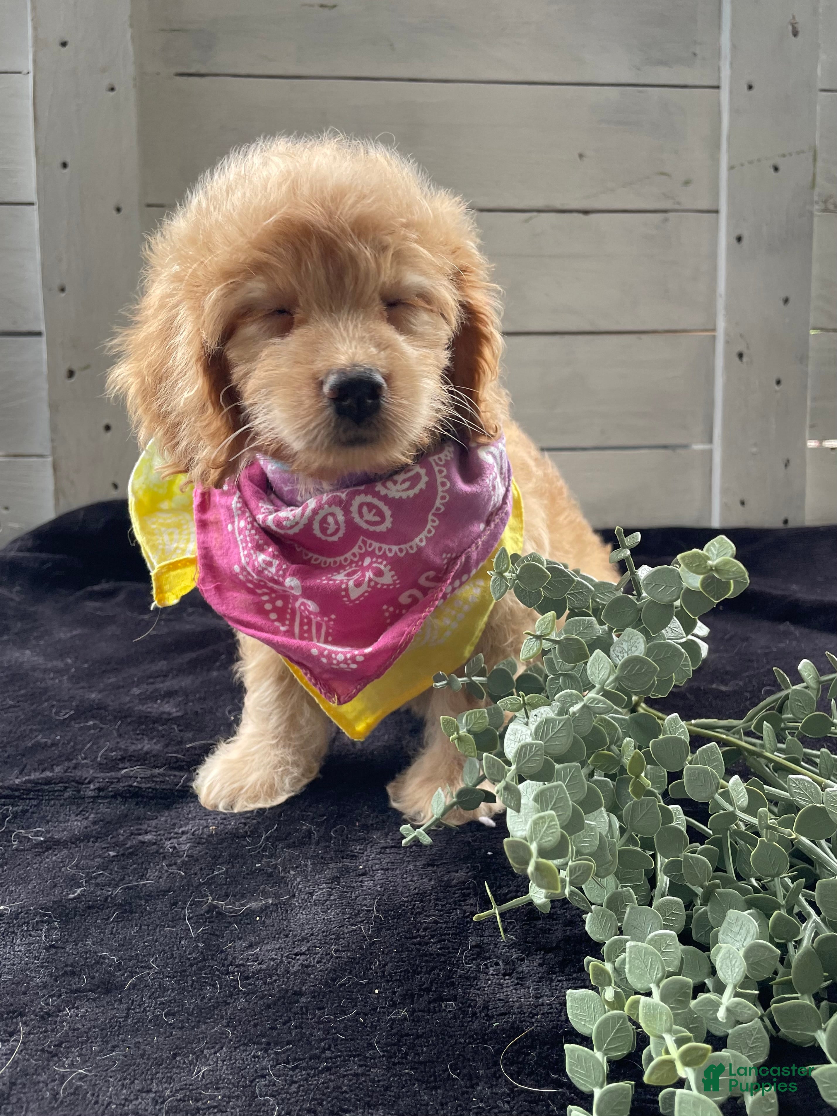 Cockapoo dogs Sweetie  - Ad 2