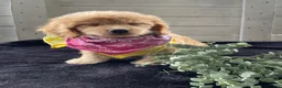 Cockapoo dogs for sale: Sweetie  - Ad 5