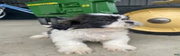 Shih Tzu dogs for sale: Leo - Ad 8