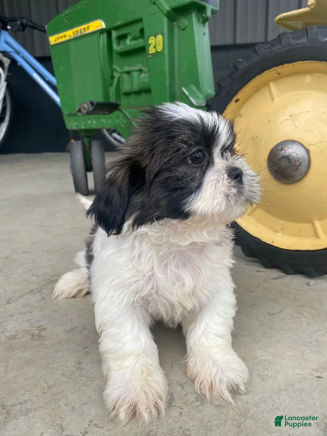 Shih Tzu dogs for sale: Leo - Ad 12