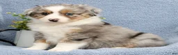 Miniature Australian Shepherd dogs for sale: Riley - Ad 5