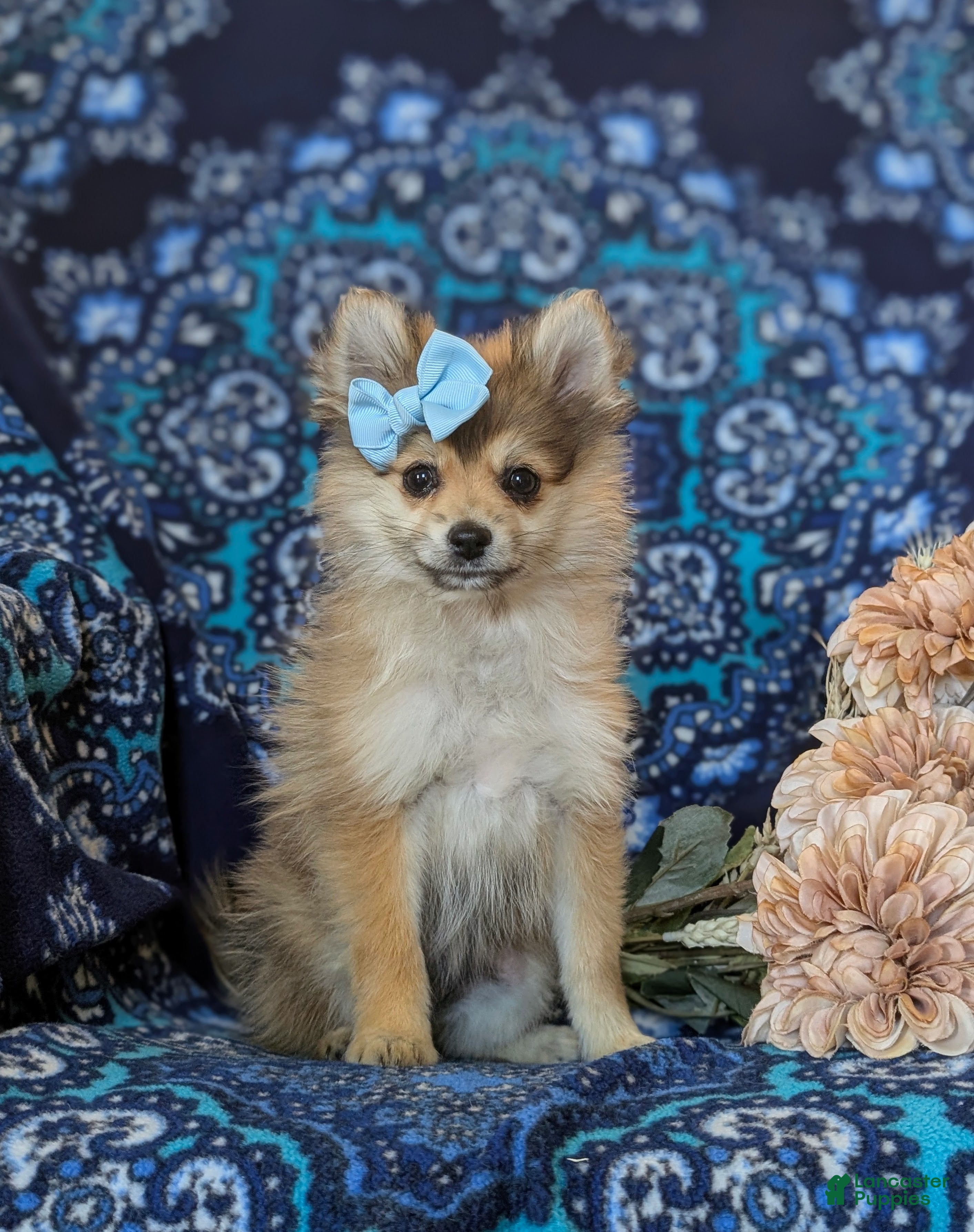 Pomeranian dogs Jenessa - Ad 1