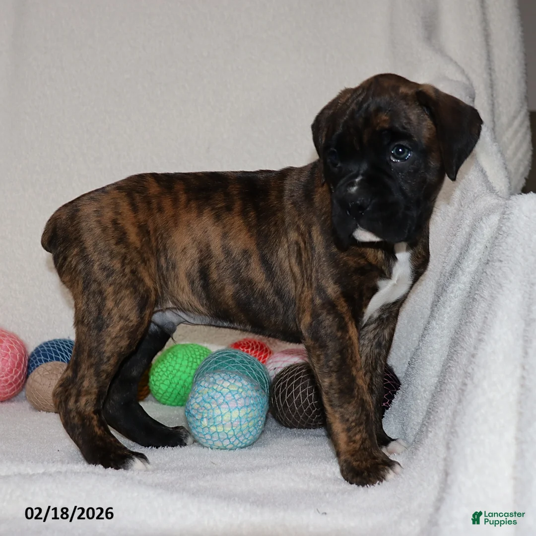 Boxer dogs for sale: Max - Ad 4