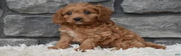 Cavapoo dogs for sale: Ranger  - Ad 5