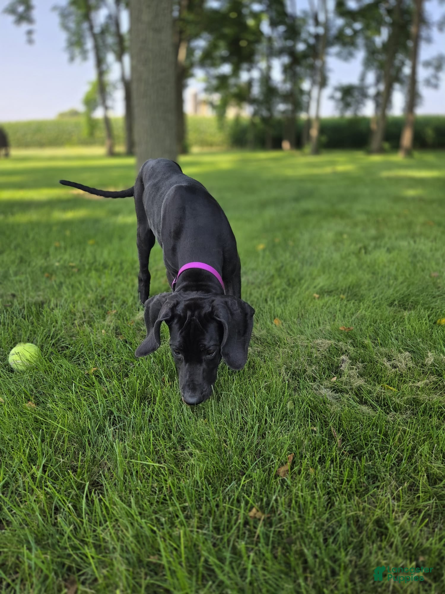Great Dane dogs Juniper - Ad 2