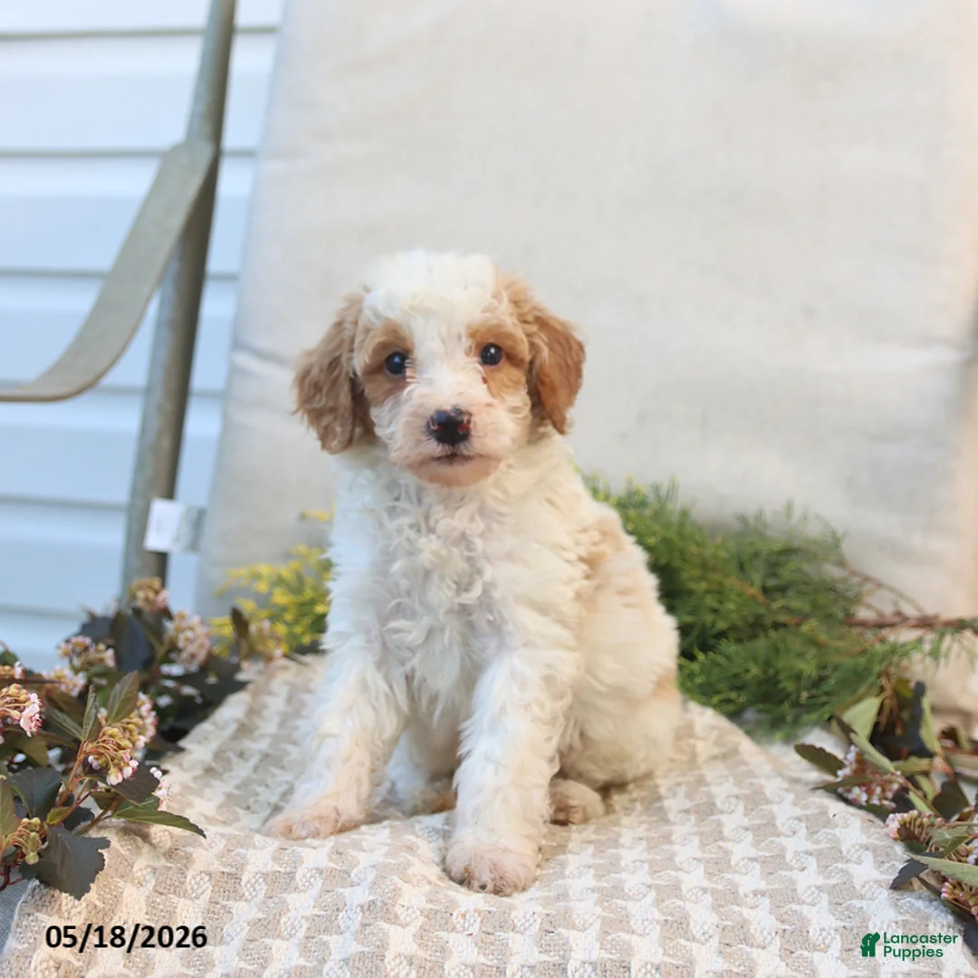 Mini Goldendoodle dogs for sale: Mason - Ad 1