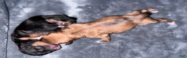Yorkie Boy- Chocolate 