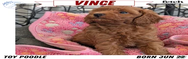 Vince