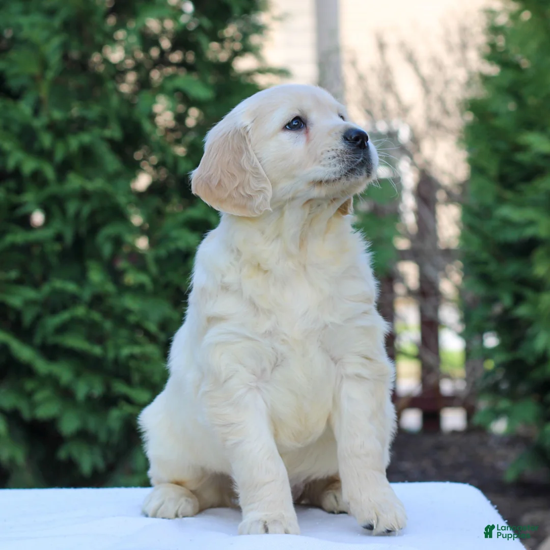 Golden Retriever dogs for sale: River  - Ad 2