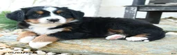 Bernese Mountain Dog dogs for sale: Famous Amos - Ad 1
