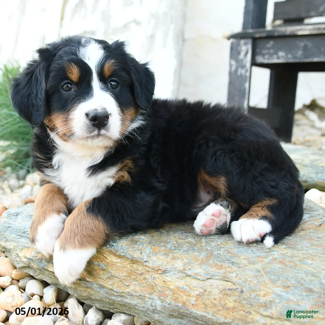 Bernese Mountain Dog dogs for sale: Famous Amos - Ad 1