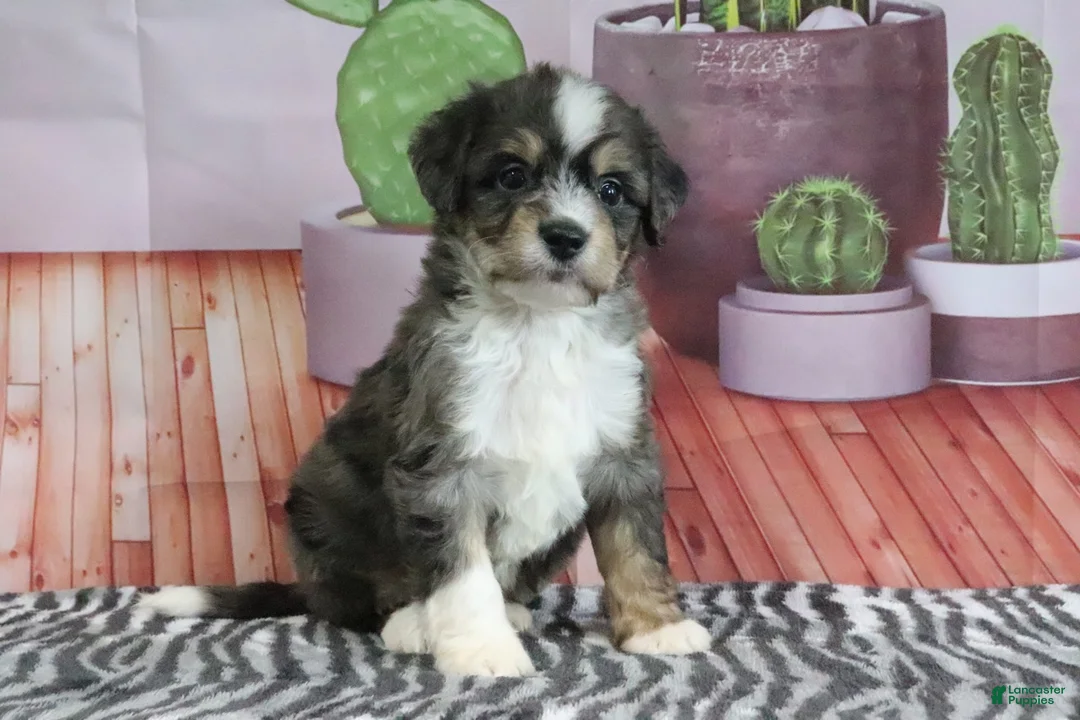 Mini Bernedoodle dogs for sale: Sommers - Ad 1