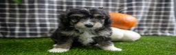 Mini Aussiedoodle dogs for sale: Scooter - Ad 4