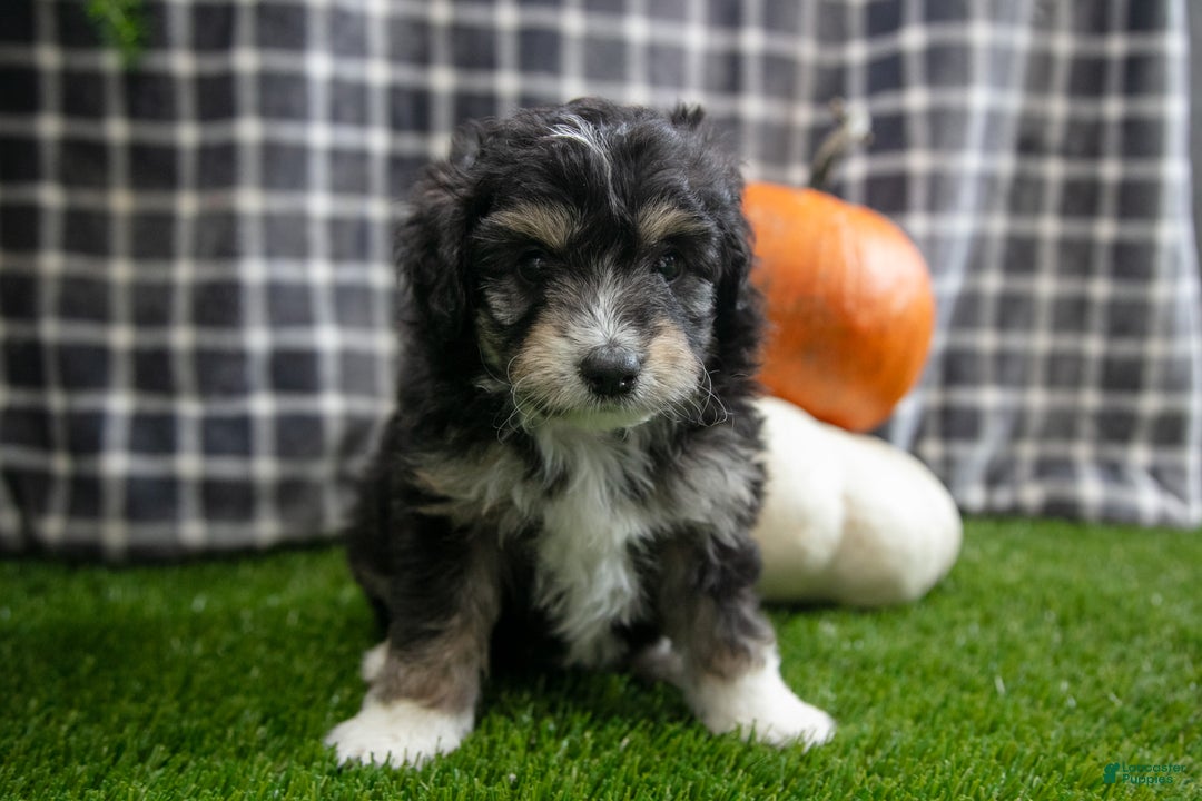 Mini Aussiedoodle dogs for sale: Scooter - Ad 4