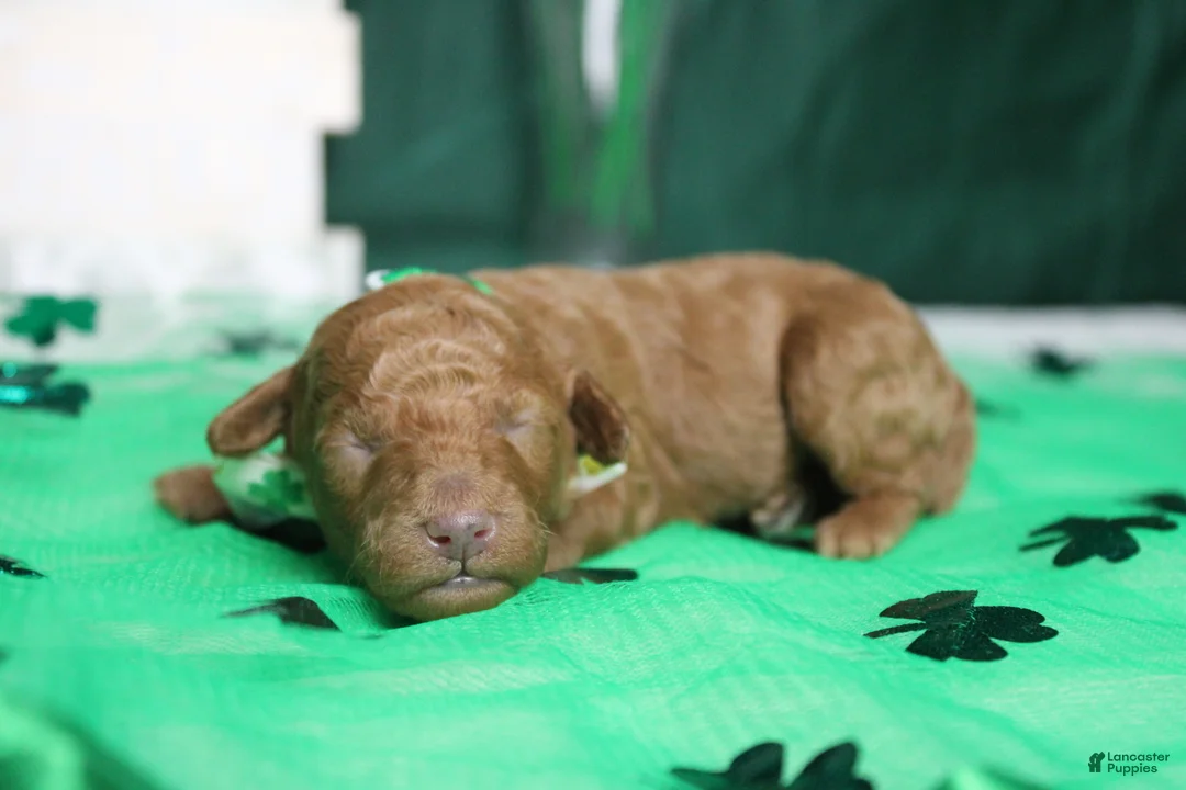 Miniature Poodle dogs for sale: Stephen  - Ad 3